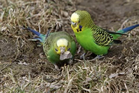 Budgerigar builds a nesting box Foto stock
