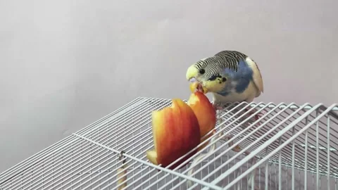 Budgerigar on a cage eats an apple Stock Footage 192889556