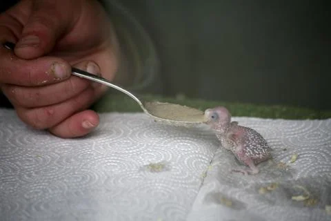 Budgerigar chicks eating Stock Photos