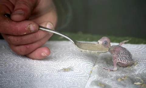 Budgerigar chicks eating Stock Photos