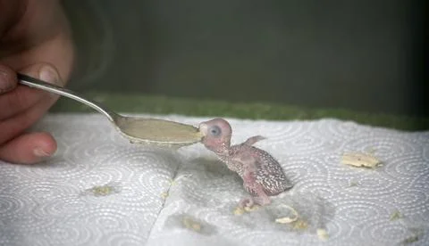 Budgerigar chicks eating Stock Photos