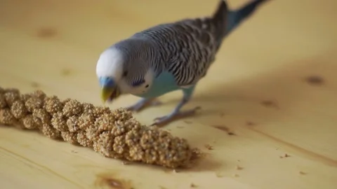 Budgerigar chooses is a dried ear of corn with a wooden background. Stock Footage 70274484