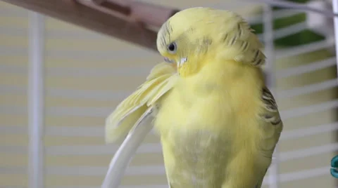 Budgerigar Cleaning Feather In Cage Stock Footage 31459754