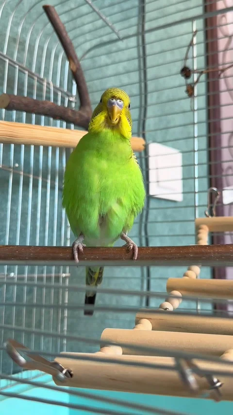 Budgerigar Cleaning Its Feathers Close-Up 動画素材 341320766