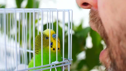 A budgerigar clinging to the cage bars and a man's face playing with it Stock Footage 339772097