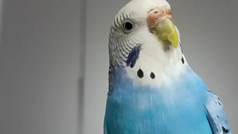 Budgerigar close up Stock Footage 287092914