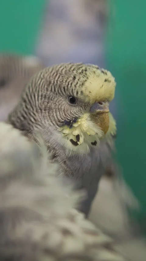 Budgerigar close up in a pet shop 動画素材 340493585