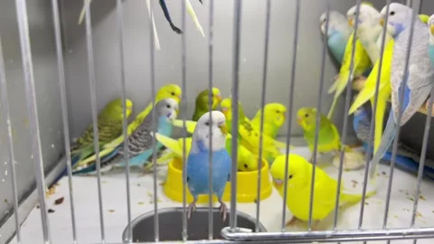 Budgerigar close-up sitting in a cage. Cute green and blue budgie. Pets are Video stock 244160026
