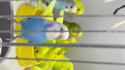 Budgerigar close-up sitting in a cage. Cute green and blue budgie. Pets are Vídeo Stock 250029826