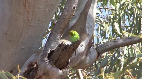 Budgerigar coming our of nesting hole in the outback Stock Footage 57160964