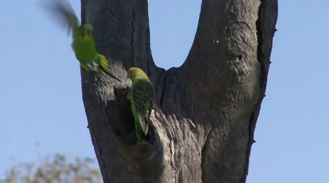 Budgerigar coming our of nesting hole in the outback Stock Footage 57161781