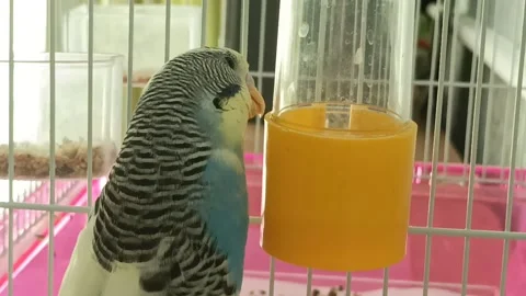 Budgerigar drinking water Stock Footage 199983991