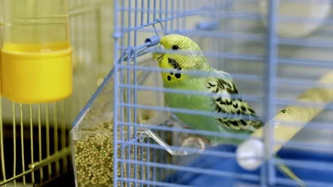 Budgerigar Eating from Feeder Inside Cage Stock Footage 325025000