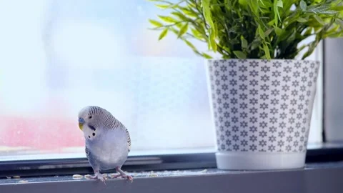 Budgerigar Eating Food on Window Sill 動画素材 325024809