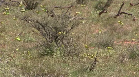 Budgerigar flock fly and feed in grass in flowering outback on a sunny day Stock Footage 57170671