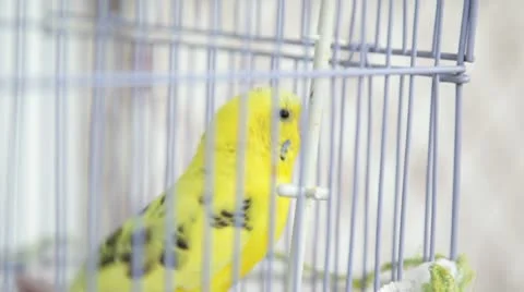Budgerigar Stock Footage 10734276