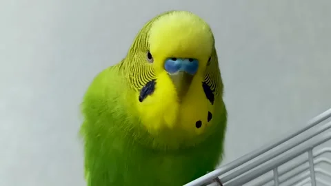 Budgerigar green parrot close to the screen Stock Footage 287092906
