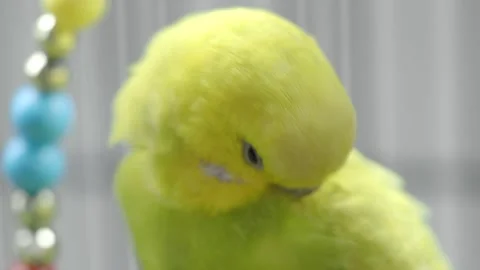 Budgerigar grooming its feathers in a cozy setting 스톡 동영상 321380247