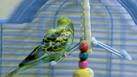 Budgerigar Interacting with Toy Inside Cage Video stock 325025031