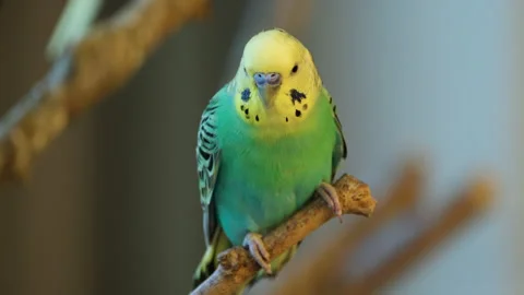 Budgerigar (Melopsittacus undulatus) or Common Parakeet, Shell Parakeet or Video stock 252193649
