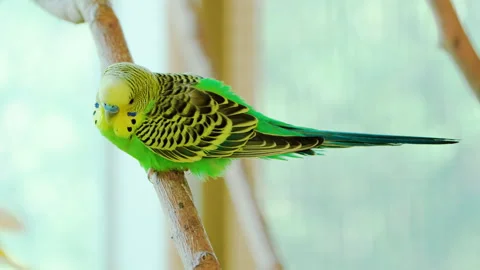 Budgerigar (Melopsittacus undulatus) or Common Parakeet, Shell Parakeet or Video stock 252193958