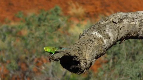 Budgerigar in the Outback Stock Photos