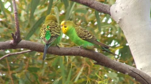 Budgerigar pair perched branch in tree courting on a sunny day Stock Footage 56952824