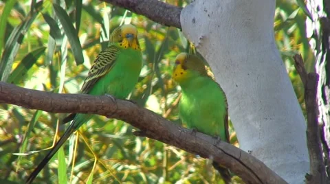 Budgerigar pair perched branch in tree courting on a sunny day Stock Footage 56952865