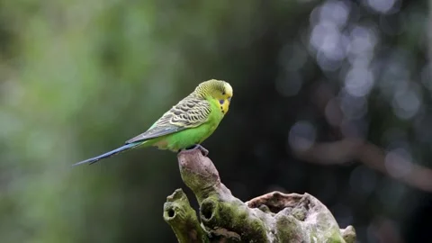 Budgerigar Parakeet Perched on Tree Branch inside Pairi Daiza Zoo Belgium Видео 338372223