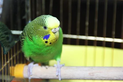 Budgerigar. Parrot in the cage Stock Photos