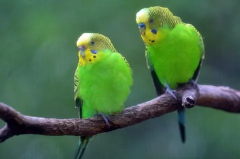 Budgerigar parrot 스톡 사진