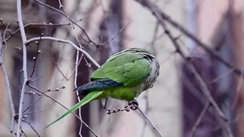 Budgerigar parrot sitting on a branch Stock Footage 303085928
