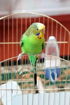 Budgerigar. Parrot sitting on the cage Stock Photos