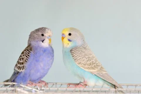 Budgerigar parrots on cage Free Stock Photos