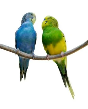 Budgerigar parrots Stock Photos