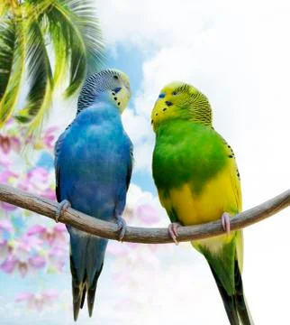 Budgerigar parrots Stock Photos