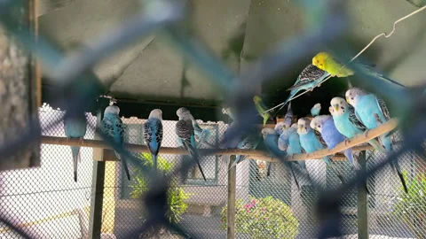 Budgerigar parrots sitting on branch in large cage. Colorful parakeets in aviary Video stock 330753072