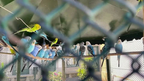 Budgerigar parrots sitting on branch in large cage. Colorful parakeets in aviary Stock Footage 337788928