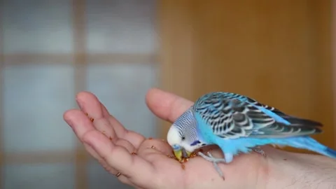 The budgerigar pecks the seeds from the palm of its owner. Stock Footage 149453065