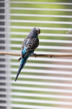 Budgerigar Stock Photos