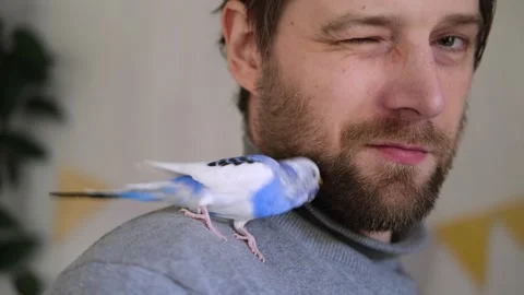 Budgerigar playing with handsome man. Budgie. Funny blue purple parakeet sitting 스톡 동영상 274252603