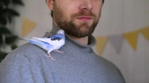 Budgerigar playing with handsome man. Budgie. Funny blue purple parakeet sitting 스톡 동영상 275376262