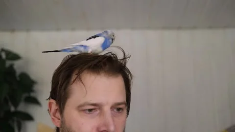 Budgerigar playing with handsome man. Budgie. Funny blue purple parakeet sitting 스톡 동영상 276420736