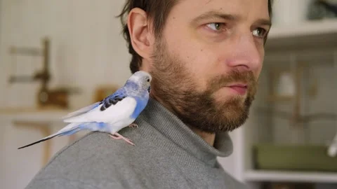 Budgerigar playing with handsome man. Budgie. Funny blue purple parakeet sitting 動画素材 283463539