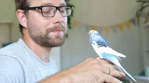 Budgerigar playing with handsome man. Budgie. Funny blue purple parakeet sitting 動画素材 283742197