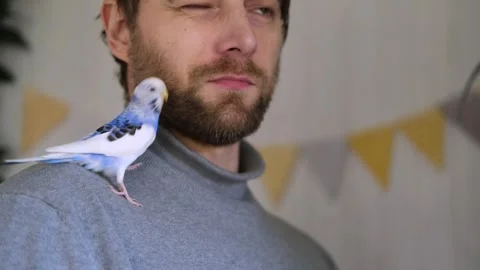 Budgerigar playing with handsome man. Budgie. Funny blue purple parakeet sitting Stockbeeldmateriaal 284141950