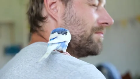 Budgerigar playing with handsome man. Budgie. Funny blue purple parakeet sitting Stockbeeldmateriaal 284204446