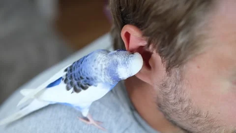Budgerigar playing with handsome man. Budgie. Funny blue purple parakeet sitting Stockbeeldmateriaal 284204849