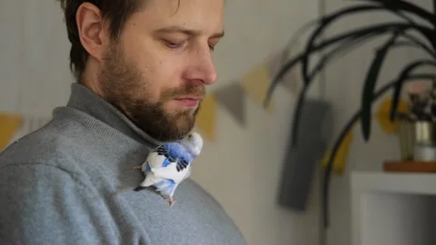 Budgerigar playing with handsome man. Budgie. Funny blue purple parakeet sitting Stockbeeldmateriaal 284458876