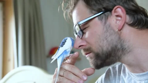 Budgerigar playing with handsome man. Budgie. Funny blue purple parakeet sitting Stockbeeldmateriaal 284748514
